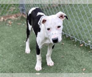 American Pit Bull Terrier-Unknown Mix Dogs for adoption in Texas City, TX, USA