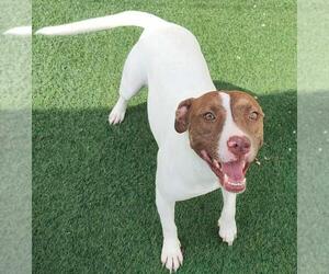 American Pit Bull Terrier-Pointer Mix Dogs for adoption in Rockwall, TX, USA