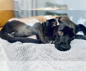 Black and Tan Coonhound-Labrador Retriever-Retriever  Mix Dogs for adoption in Mechanicsburg, PA, USA