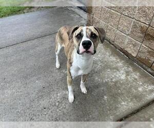 Boxer-Unknown Mix Dogs for adoption in Tulsa, OK, USA