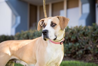 Bull-Boxer Dogs for adoption in El Cajon, CA, USA