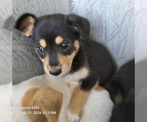 Mutt Dogs for adoption in San Antonio, TX, USA