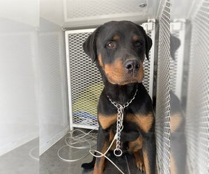 Rottweiler Dogs for adoption in Bakersfield, CA, USA