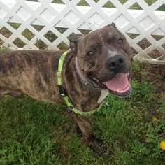 Small American Pit Bull Terrier Mix