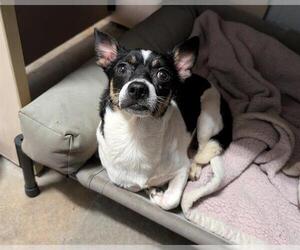 Chihuahua-Unknown Mix Dogs for adoption in Raleigh, NC, USA