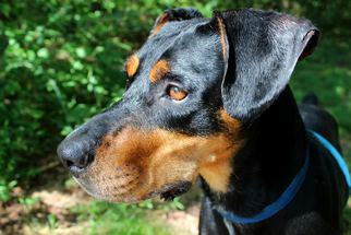 Rottweiler-Unknown Mix Dogs for adoption in Dillsburg, PA, USA
