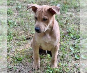 Mutt Dogs for adoption in Helena, AL, USA