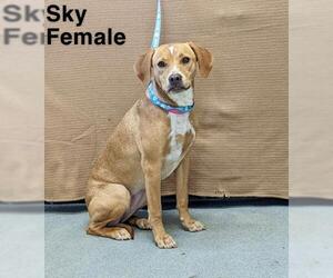 Black and Tan Coonhound-Labrador Retriever-Labrador Retriever Mix Dogs for adoption in Sterling, MA, USA