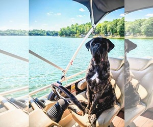 Mastiff-Unknown Mix Dogs for adoption in Princeton, MN, USA