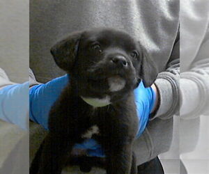 Labrador Retriever-Unknown Mix Dogs for adoption in Fayetteville, NC, USA