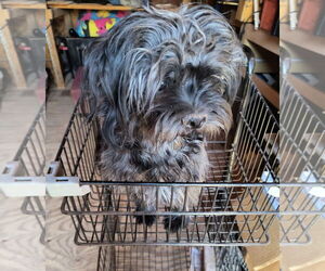 Maltese-Unknown Mix Dogs for adoption in Grafton, WI, USA