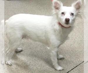 Chihuahua Dogs for adoption in Riverside, CA, USA