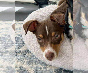 Australian Shepherd-Chihuahua Mix Dogs for adoption in Mooresville, NC, USA