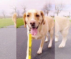 Labrador Retriever-Unknown Mix Dogs for adoption in Elgin, IL, USA