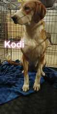 Rhodesian Ridgeback Dogs for adoption in Foristell, MO, USA