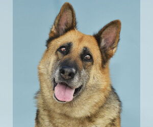 German Shepherd Dog Dogs for adoption in Pasadena, CA, USA