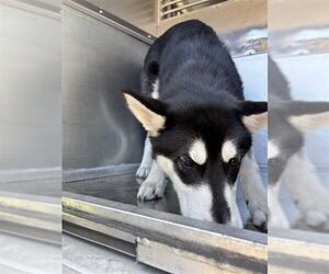 - Mix Dogs for adoption in Waco, TX, USA