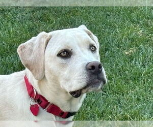 Labrador Retriever-Unknown Mix Dogs for adoption in Clovis, CA, USA