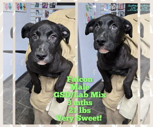 Shepradors Dogs for adoption in Aurora, IN, USA