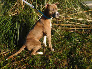 Medium Photo #1 American Pit Bull Terrier Puppy For Sale in McKinleyville, CA, USA