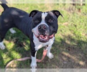 American Pit Bull Terrier-Unknown Mix Dogs for adoption in Ocala, FL, USA