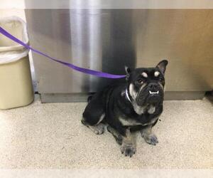 French Bulldog Dogs for adoption in Riverside, CA, USA