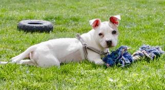 American Staffordshire Terrier Dogs for adoption in Menifee, CA, USA