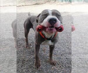 American Bulldog Dogs for adoption in Woodland, CA, USA
