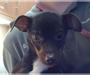 Chihuahua Dogs for adoption in Sacramento, CA, USA