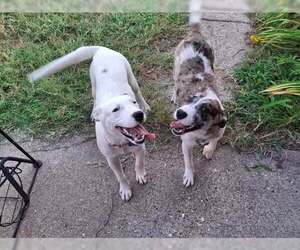 Catahoula Leopard Dog-Unknown Mix Dogs for adoption in Rowlett, TX, USA