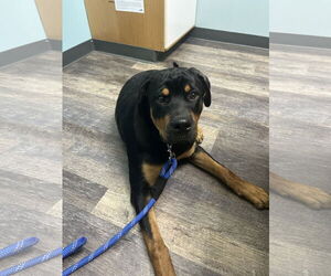 Rottweiler Dogs for adoption in Tustin, CA, USA