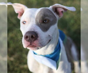American Staffordshire Terrier-Unknown Mix Dogs for adoption in San Antonio, TX, USA