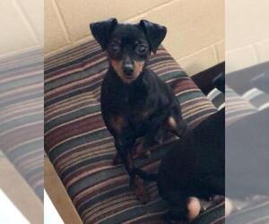 Miniature Pinscher Dogs for adoption in Sistersville, WV, USA