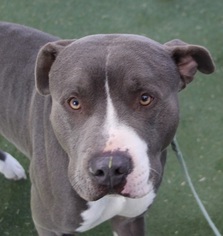 Staffordshire Bull Terrier Dogs for adoption in Las Vegas, NV, USA
