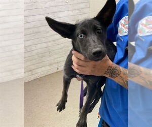 Gerberian Shepsky Dogs for adoption in San Bernardino, CA, USA