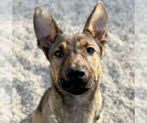 German Shepherd Dog-Unknown Mix Dogs for adoption in Jefferson, WI, USA