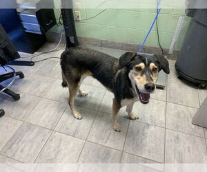 Siberian Husky-Unknown Mix Dogs for adoption in Grand Prairie, TX, USA
