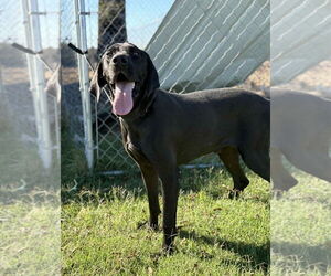 Labrador Retriever-Unknown Mix Dogs for adoption in Brooklyn Center, MN, USA