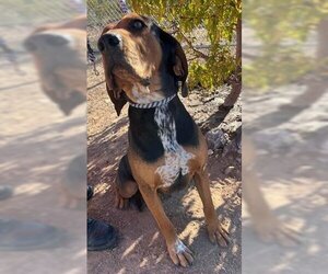 Black and Tan Coonhound Dogs for adoption in Globe, AZ, USA