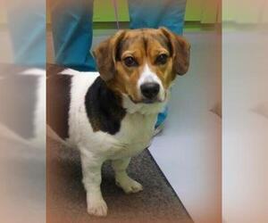 Beagi Dogs for adoption in Newaygo, MI, USA