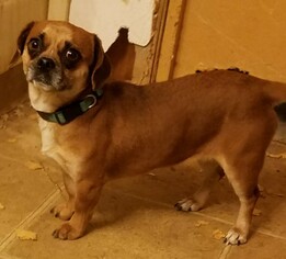 Daug Dogs for adoption in Tonopah, AZ, USA
