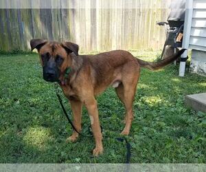 Mastiff Dogs for adoption in Newport, KY, USA