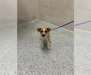 American Pit Bull Terrier-Unknown Mix Dogs for adoption in Conroe, TX, USA