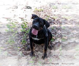 Catahoula Leopard Dog Dogs for adoption in Leesburg, FL, USA