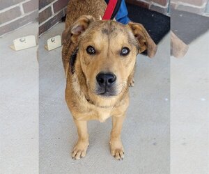 Catahoula Leopard Dog-Unknown Mix Dogs for adoption in Clinton, OK, USA