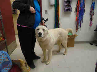 Great Pyrenees Dogs for adoption in Edmond, OK, USA