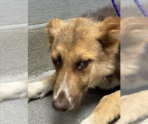 German Shepherd Dog-Unknown Mix Dogs for adoption in Las Vegas, NV, USA