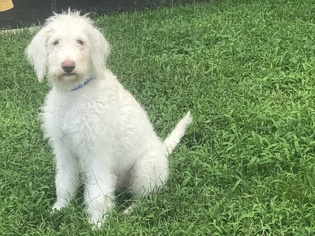 Labradoodle Dogs for adoption in Chantilly, VA, USA