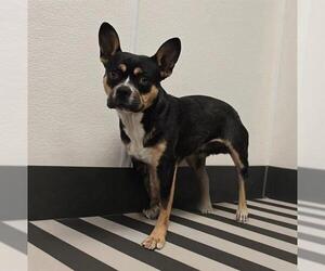 French Bulldog-Unknown Mix Dogs for adoption in HESPERIA, CA, USA