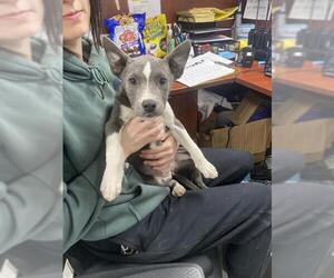 American Pit Bull Terrier-German Shepherd Dog Mix Dogs for adoption in Pasadena, TX, USA